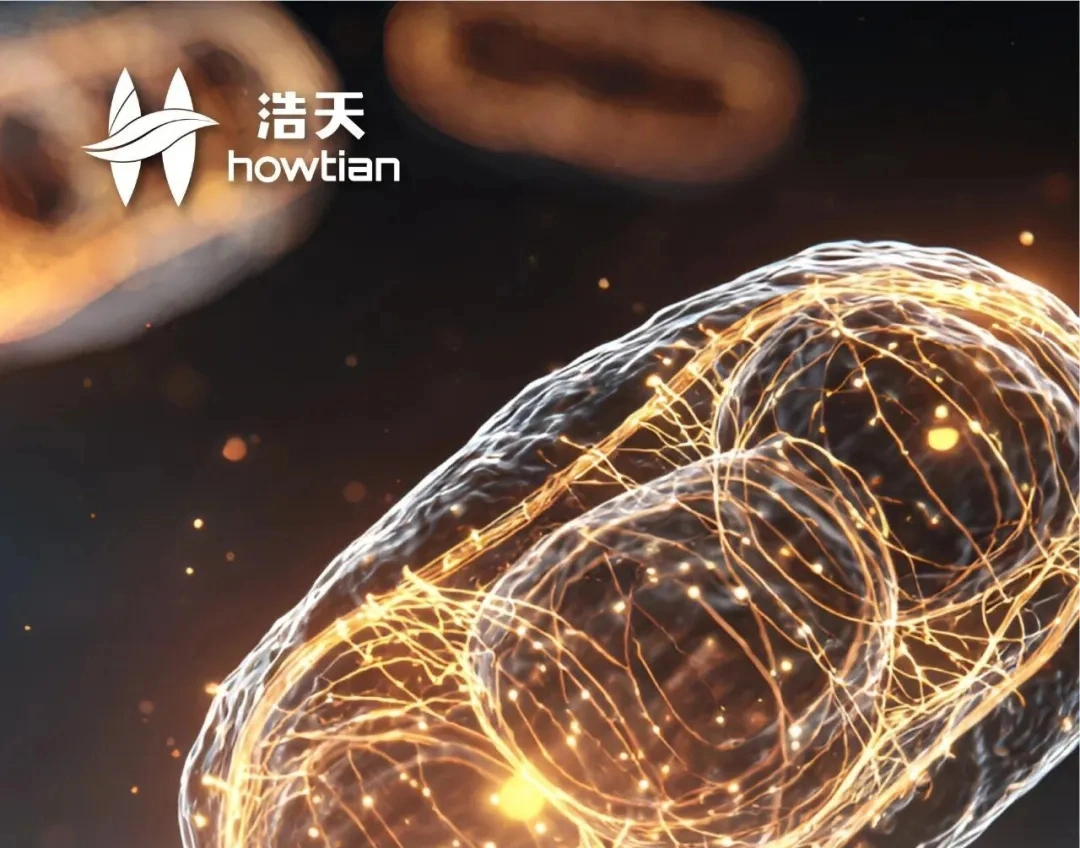 行业科研速递 | 《Food & Function》最新研究：甜菊糖可激活线粒体修复通路，相关作用机制被揭示