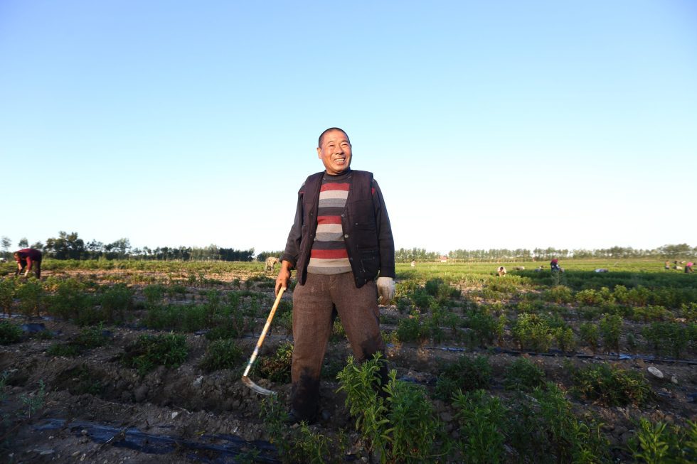 浩天的公平贸易影响：支持甜叶菊种植者，强化供应链